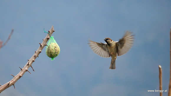 Ein Feldsperling im Anflug zur Meisenkugel.